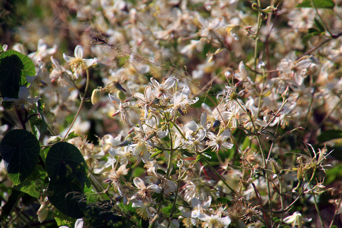 Изображение особи род Clematis.