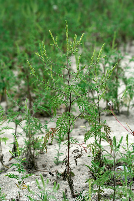 Image of Ambrosia artemisiifolia specimen.