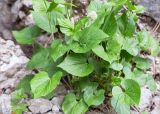 Valeriana alliariifolia