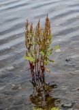 род Rumex. Плодоносящее растение. Курильские о-ва, о-в Кунашир, берег оз. Лагунное, в воде у берега. 18.08.2022.