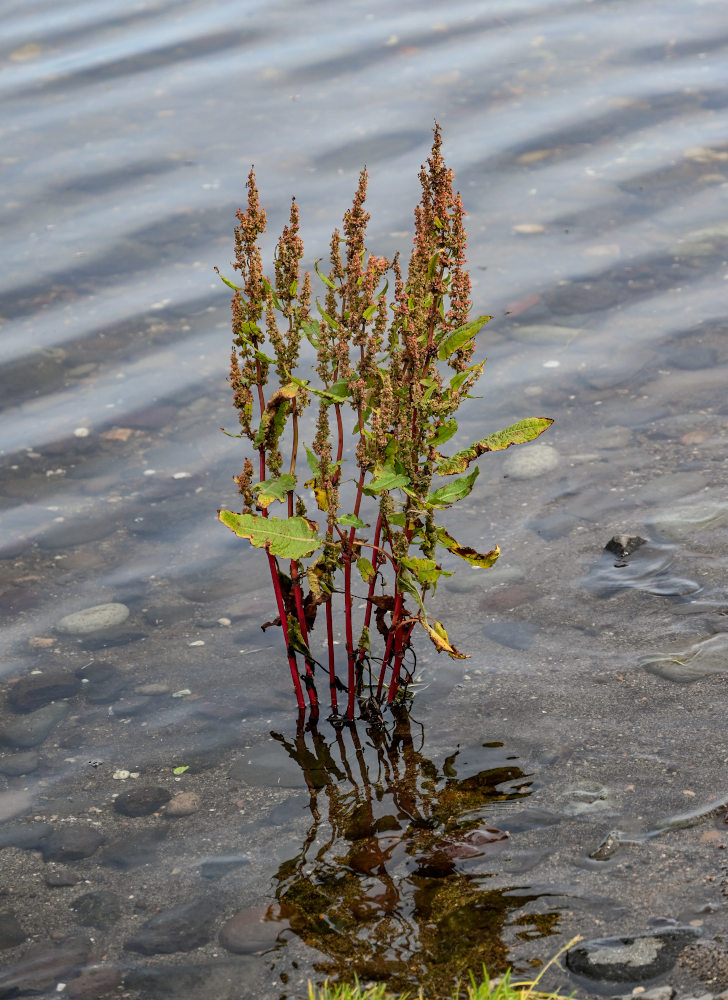 Image of genus Rumex specimen.