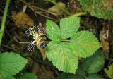 Rubus caucasicus