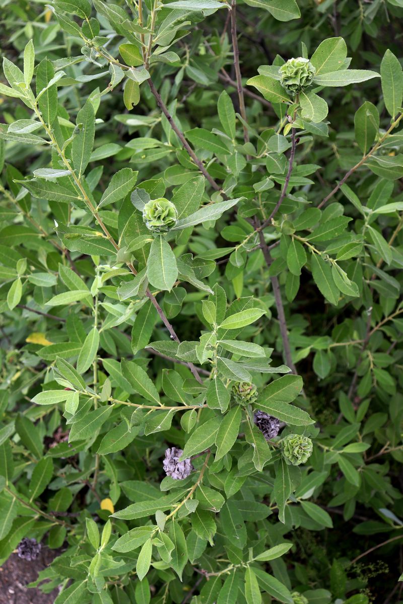 Image of Salix cinerea specimen.