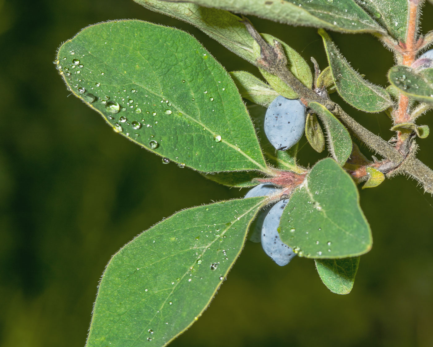 Image of Lonicera pallasii specimen.