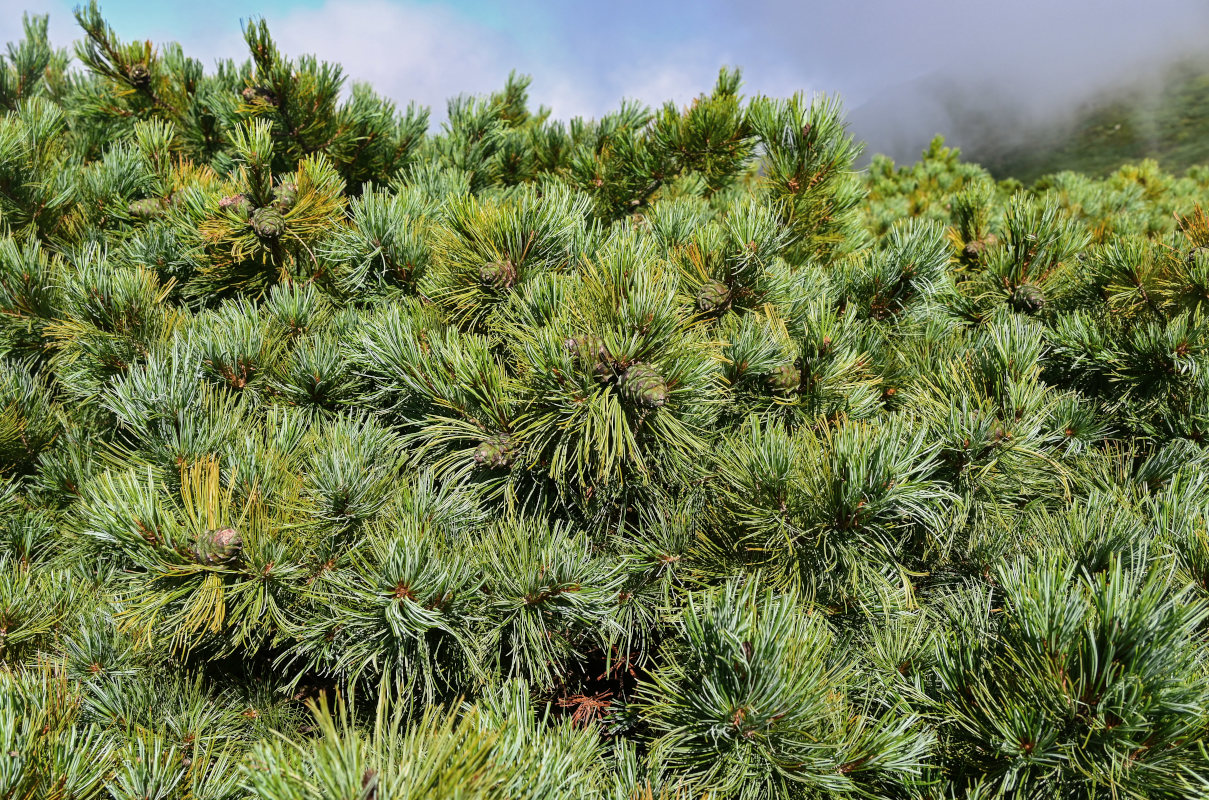 Image of Pinus pumila specimen.