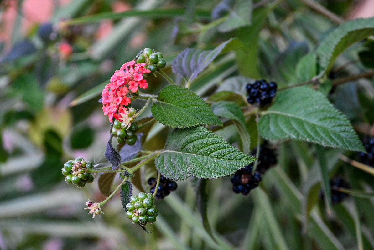 Изображение особи Lantana camara.