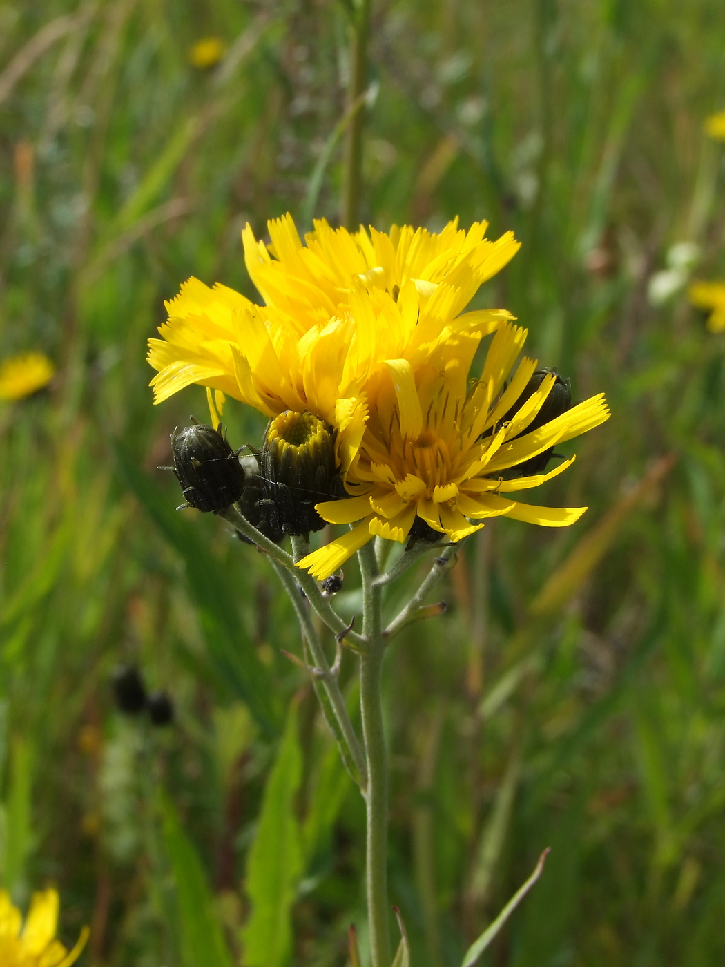 Image of Hieracium umbellatum specimen.