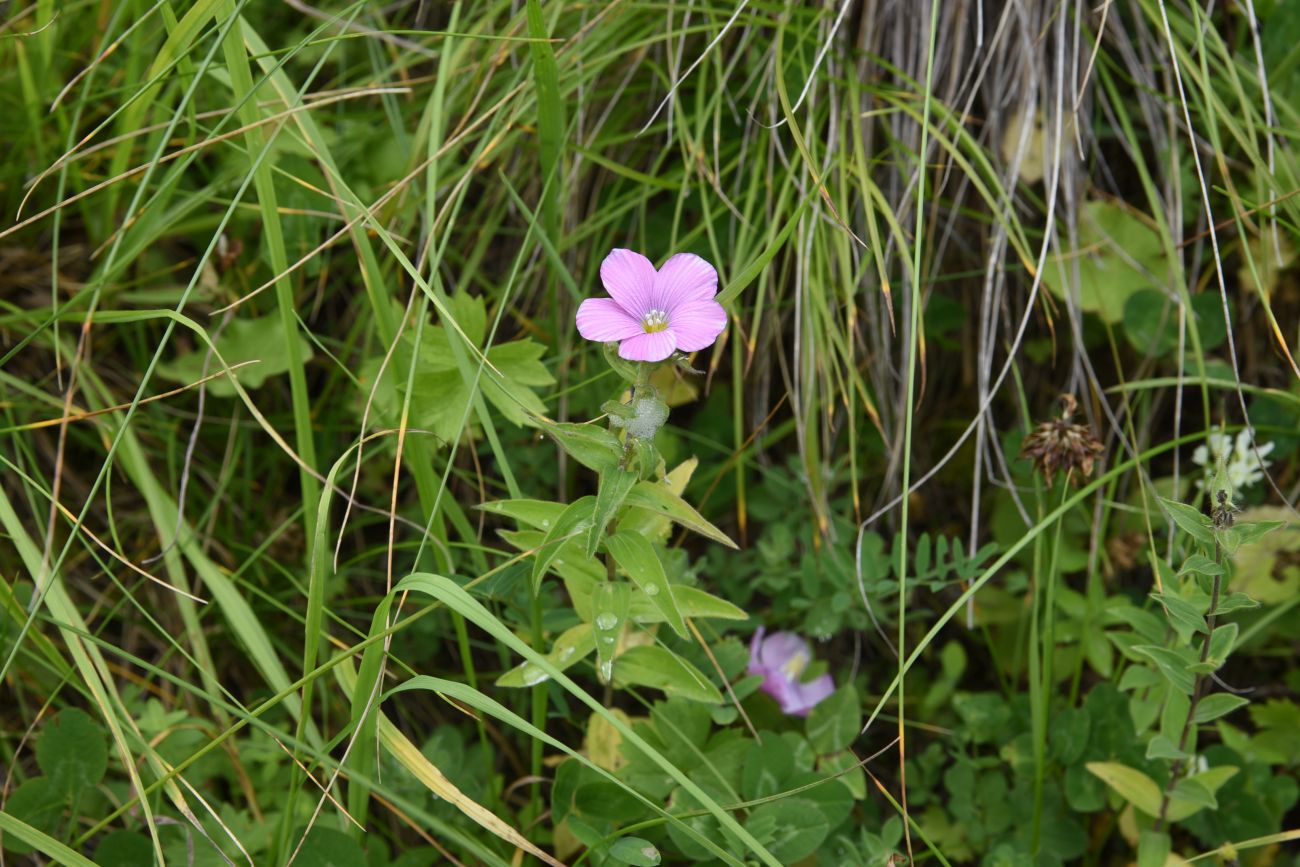 Image of Linum hypericifolium specimen.