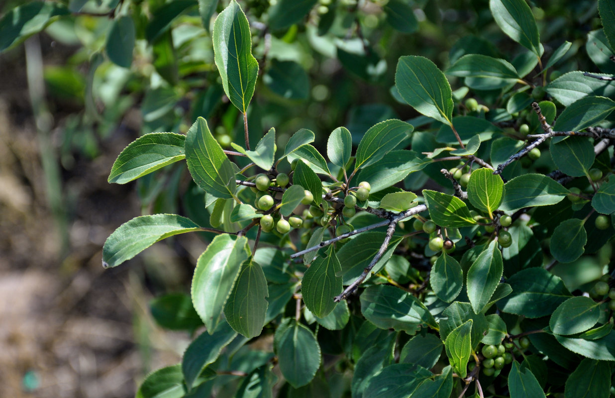 Изображение особи Rhamnus cathartica.