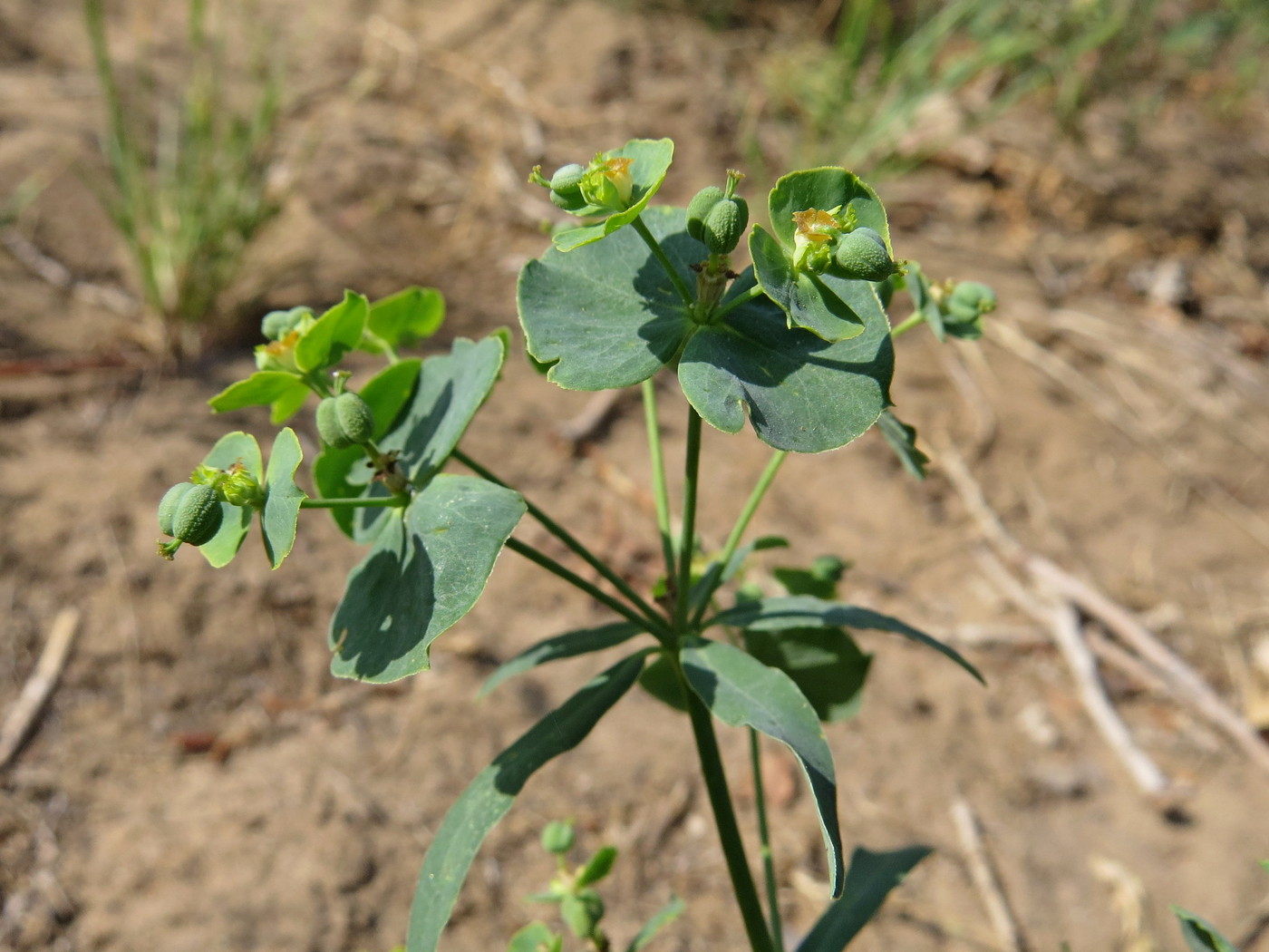 Image of genus Euphorbia specimen.