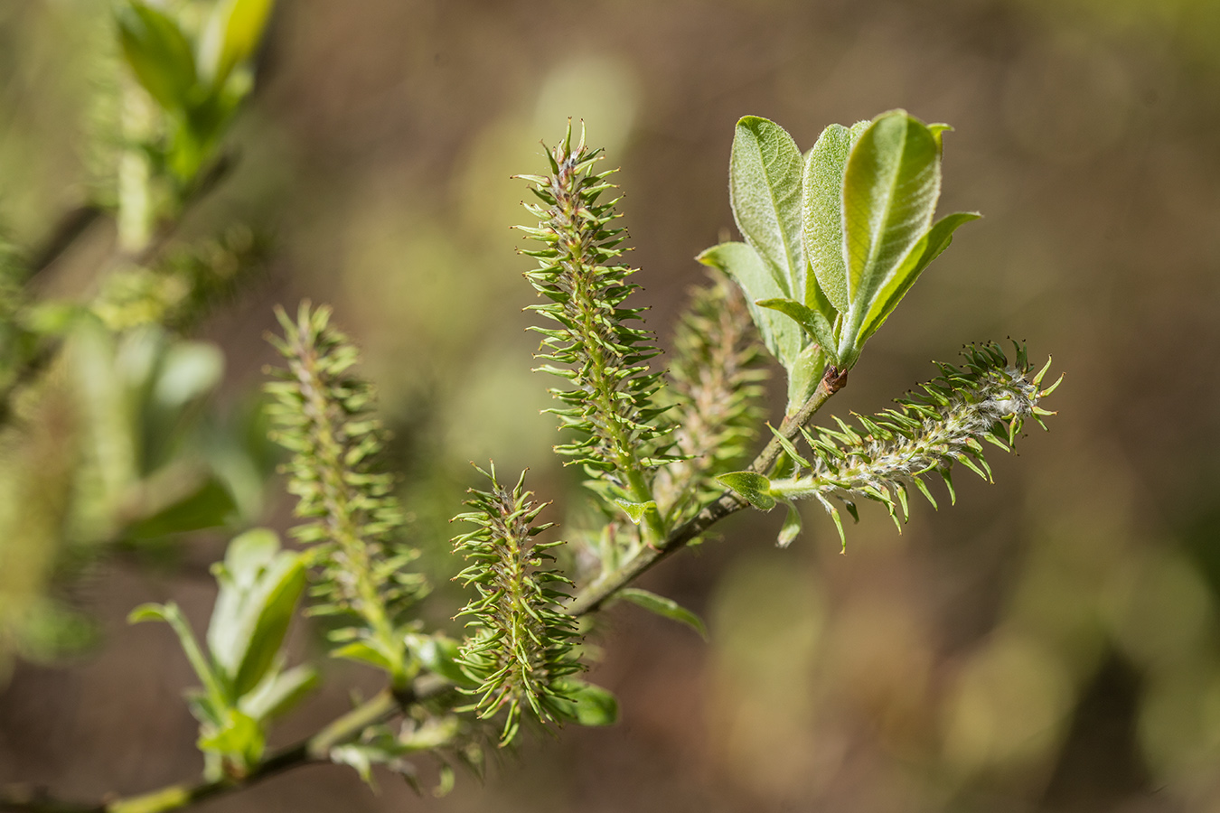 Image of Salix cinerea specimen.