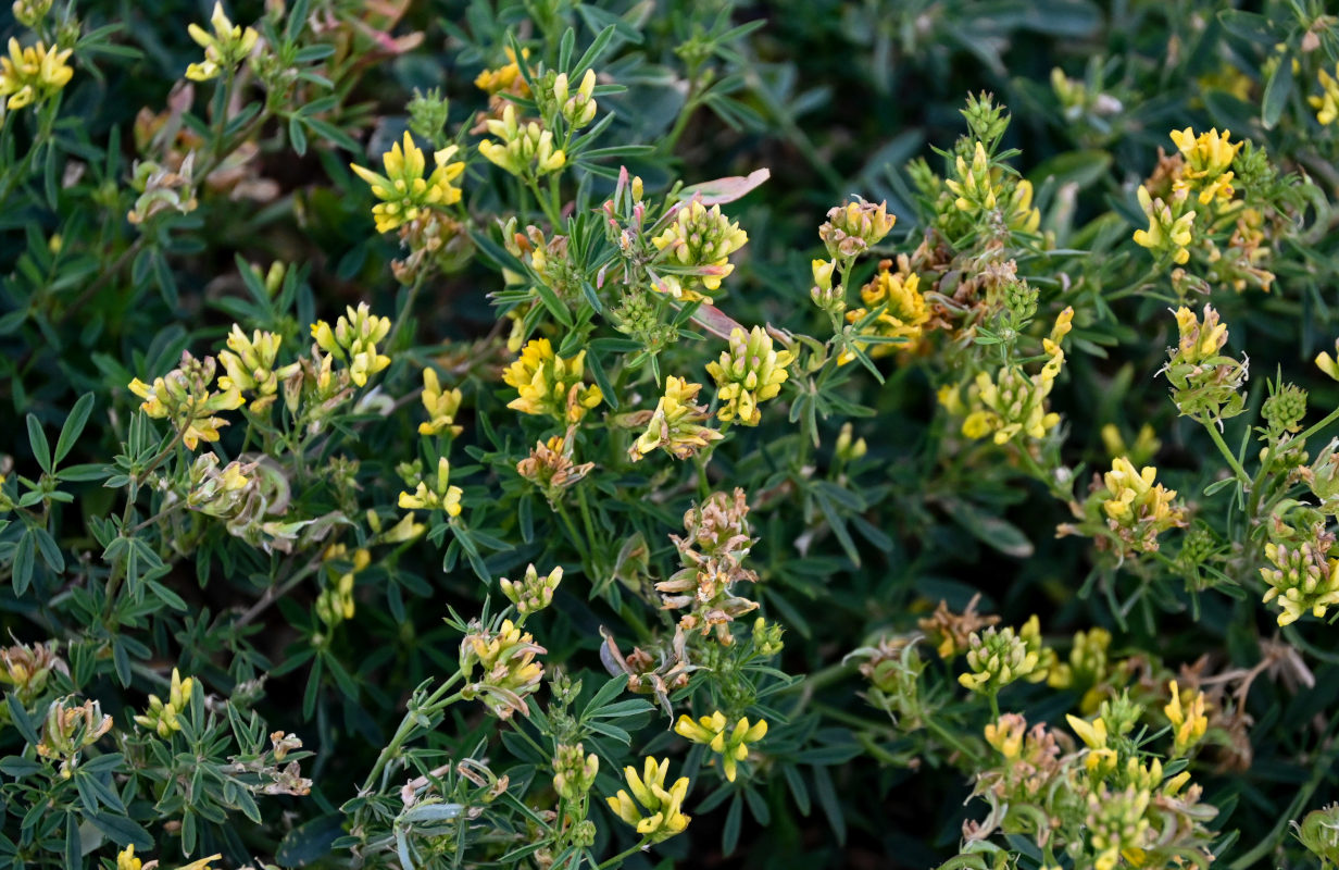 Image of Medicago falcata specimen.