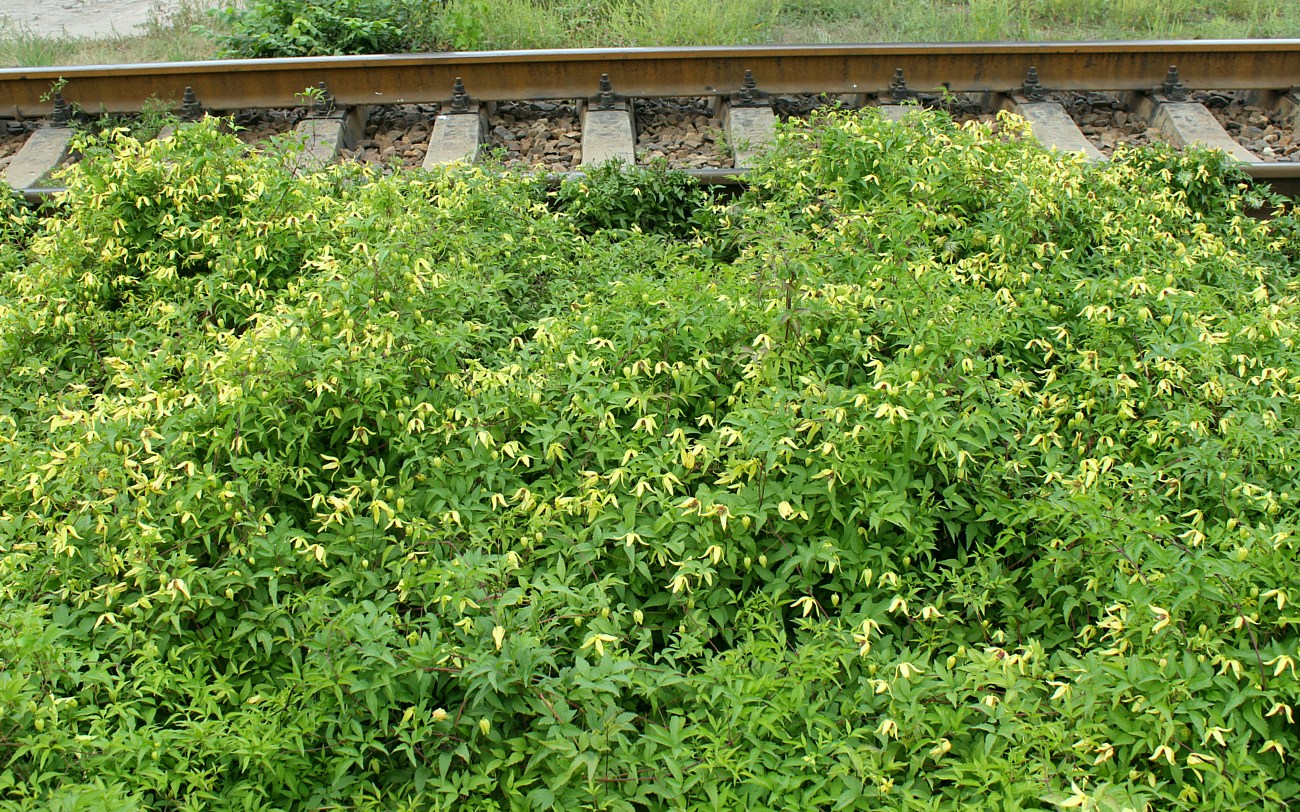 Image of Clematis serratifolia specimen.