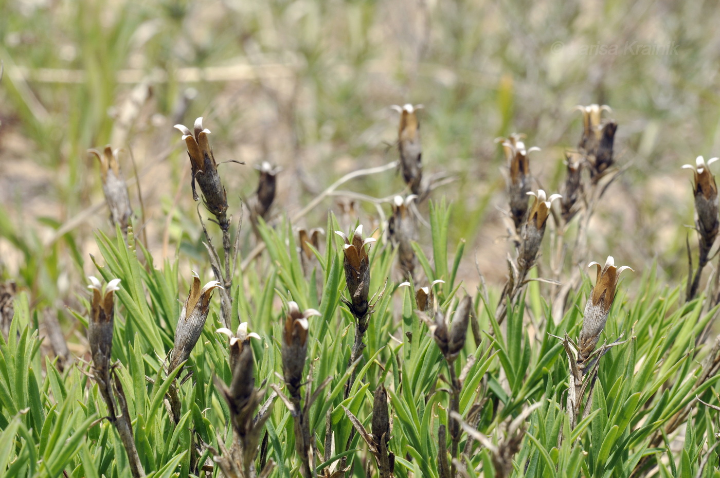 Image of Dianthus chinensis specimen.