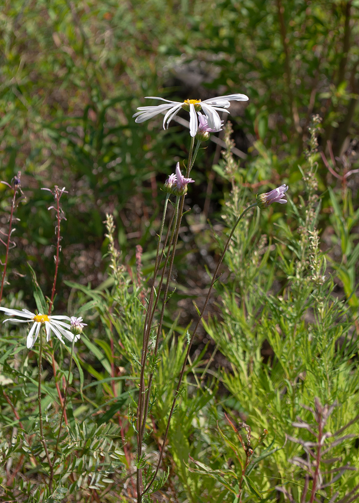 Image of Chrysanthemum zawadskii specimen.