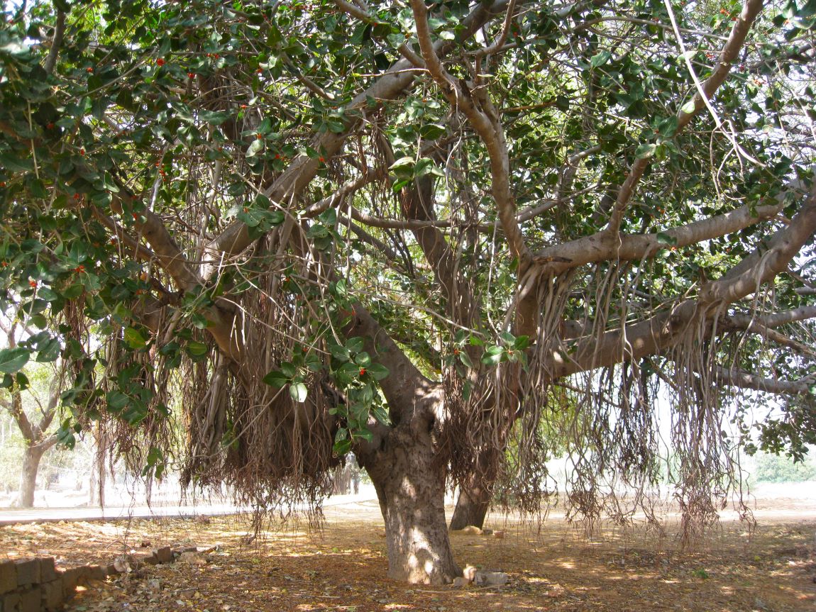 Image of Ficus benghalensis specimen.