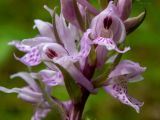 Dactylorhiza fuchsii