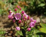 Kalmia polifolia. Верхушки цветущих побегов. Московская обл., г. Видное, садовый участок, кислый цветник. 15.05.2023.