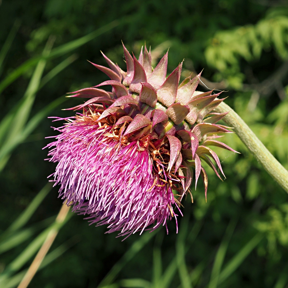 Image of Carduus thoermeri specimen.