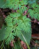 семейство Apiaceae. Часть листа. Абхазия, Гагрский р-н, окр. с. Лдзаа, широколиственный лес. 11.04.2024.