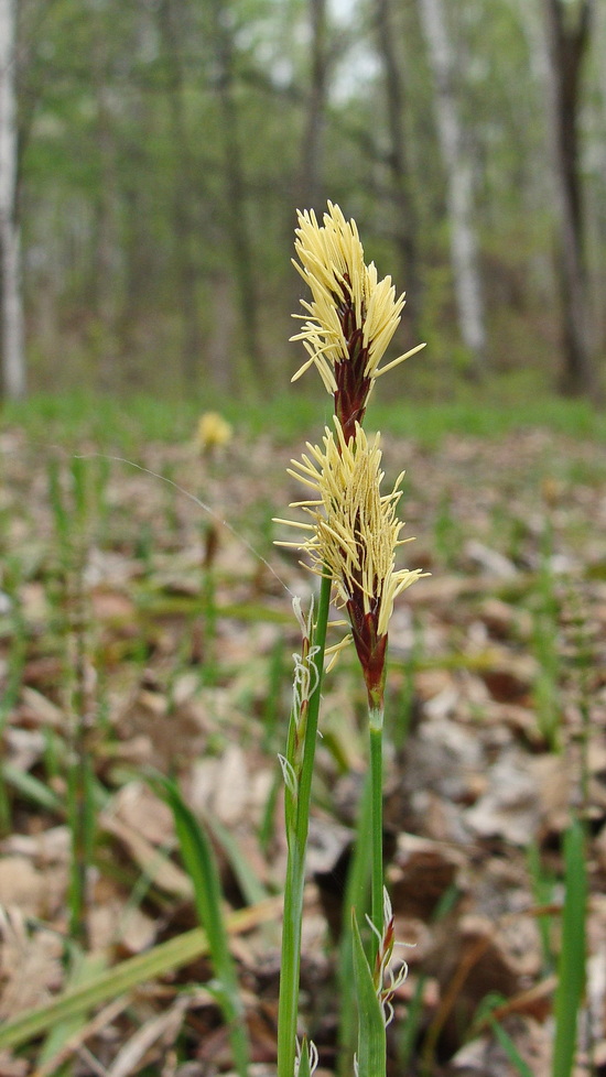 Image of Carex pilosa specimen.