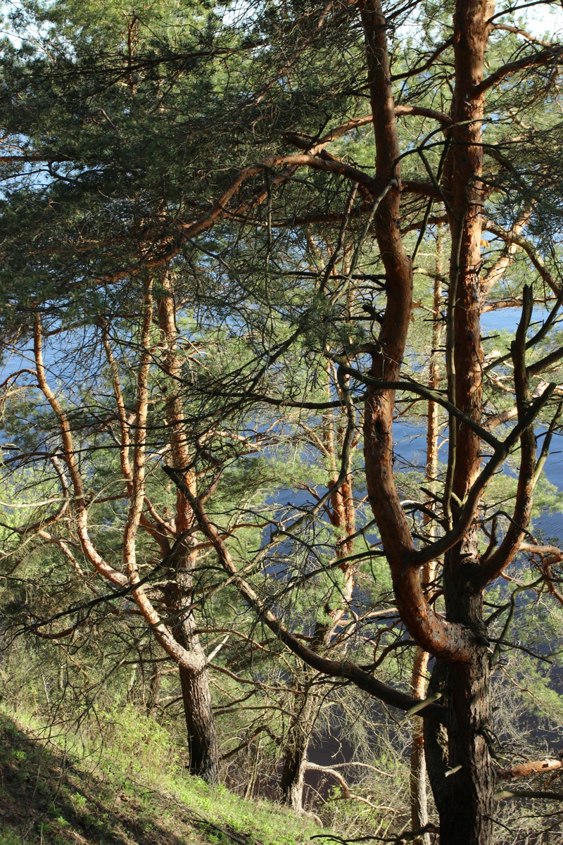 Image of Pinus sylvestris specimen.