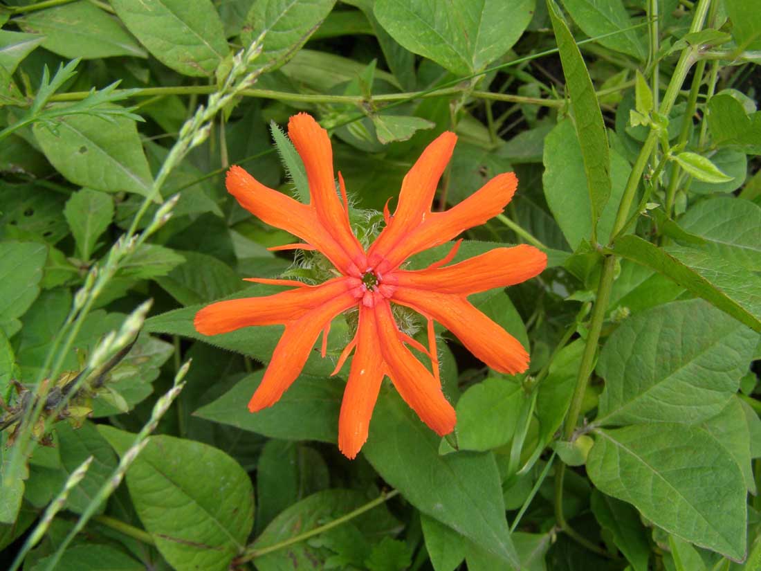 Image of Lychnis fulgens specimen.