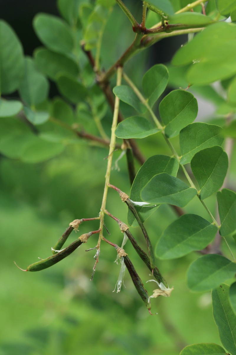 Image of genus Robinia specimen.