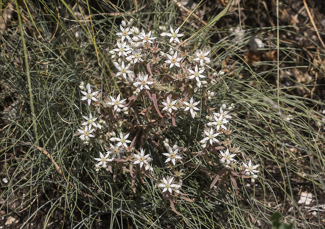 Image of Sedum hispanicum specimen.