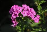 Phlox paniculata