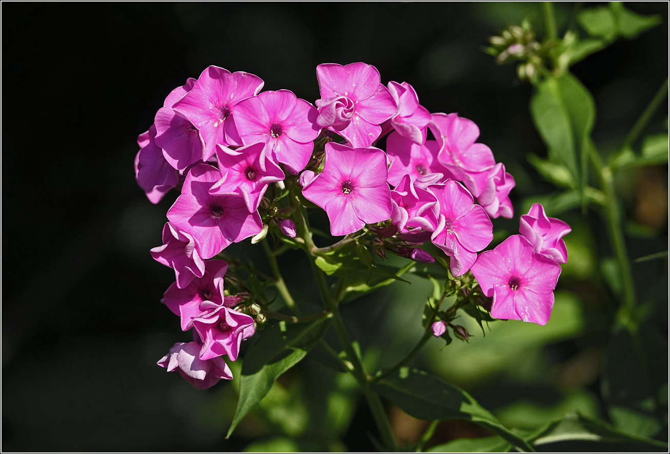 Image of Phlox paniculata specimen.