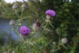 Cirsium polonicum. Верхушки побегов с соцветиями. Тульская обл., Куркинский р-н, с. Грибоедово, берег реки, луг на склоне. 29 июля 2024 г.