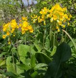 Primula macrocalyx. Цветущие растения. Крым, гора Агармыш. 14.04.2024.