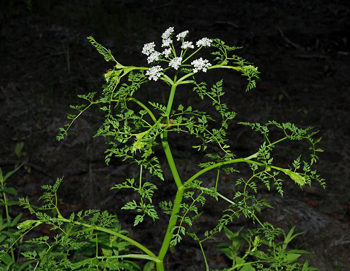 Image of Oenanthe aquatica specimen.