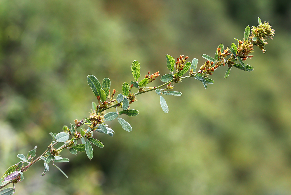 Image of Lespedeza davurica specimen.