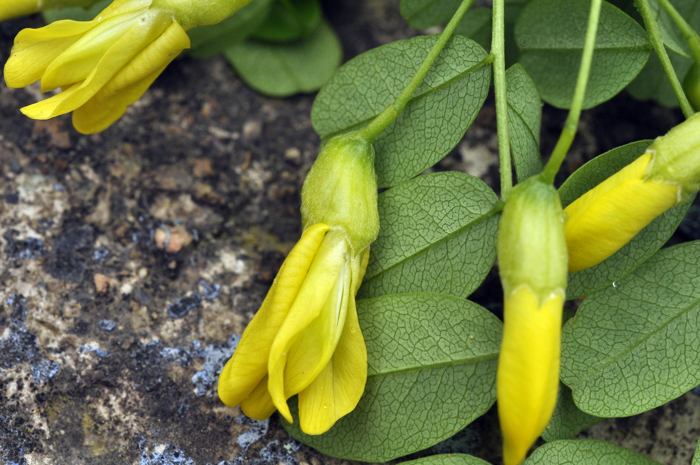 Image of genus Caragana specimen.