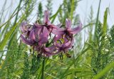 Photo Lilium cernuum