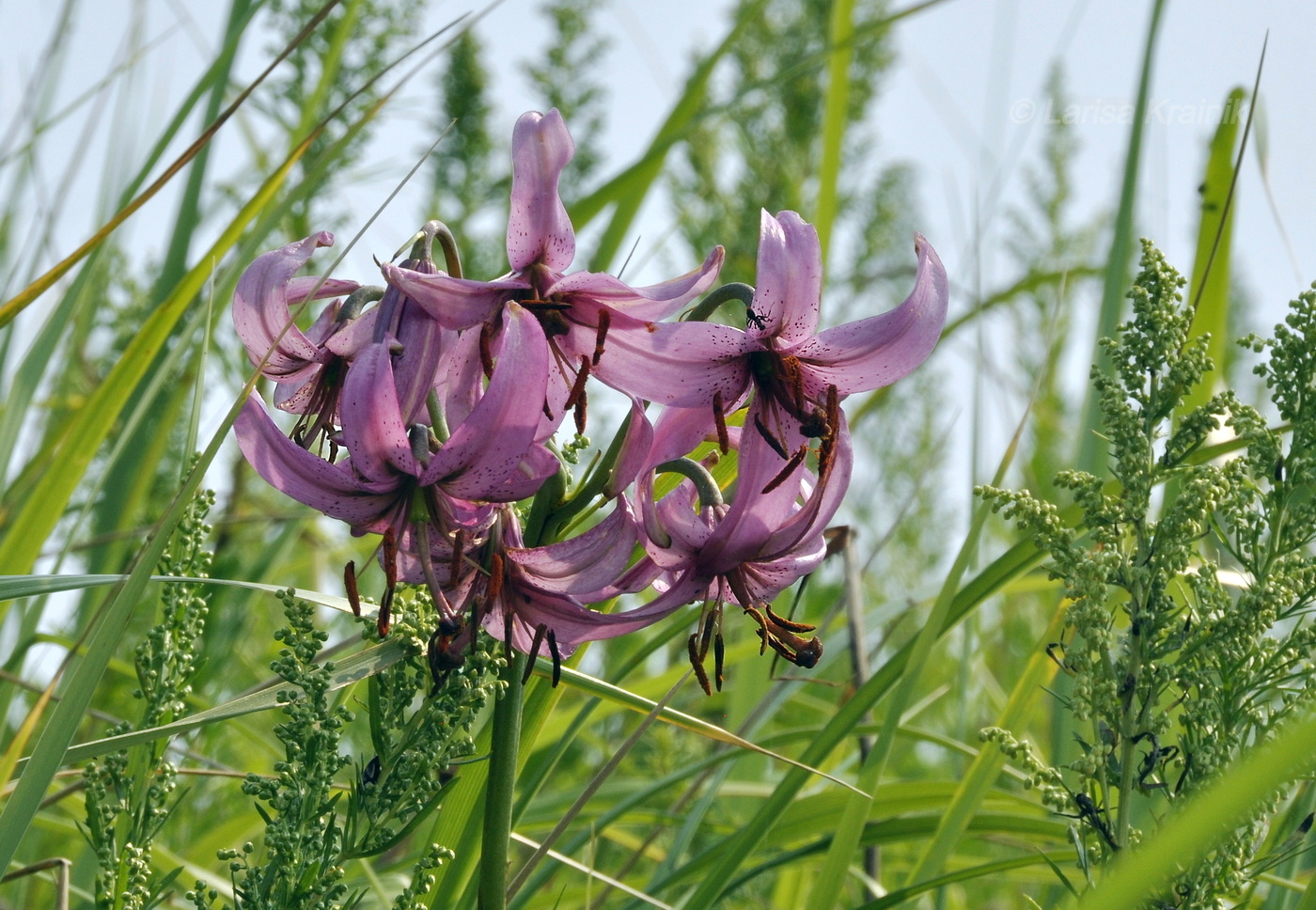 Image of Lilium cernuum specimen.