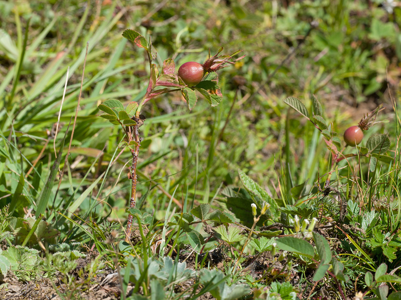 Image of Rosa pulverulenta specimen.