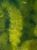 Myriophyllum verticillatum