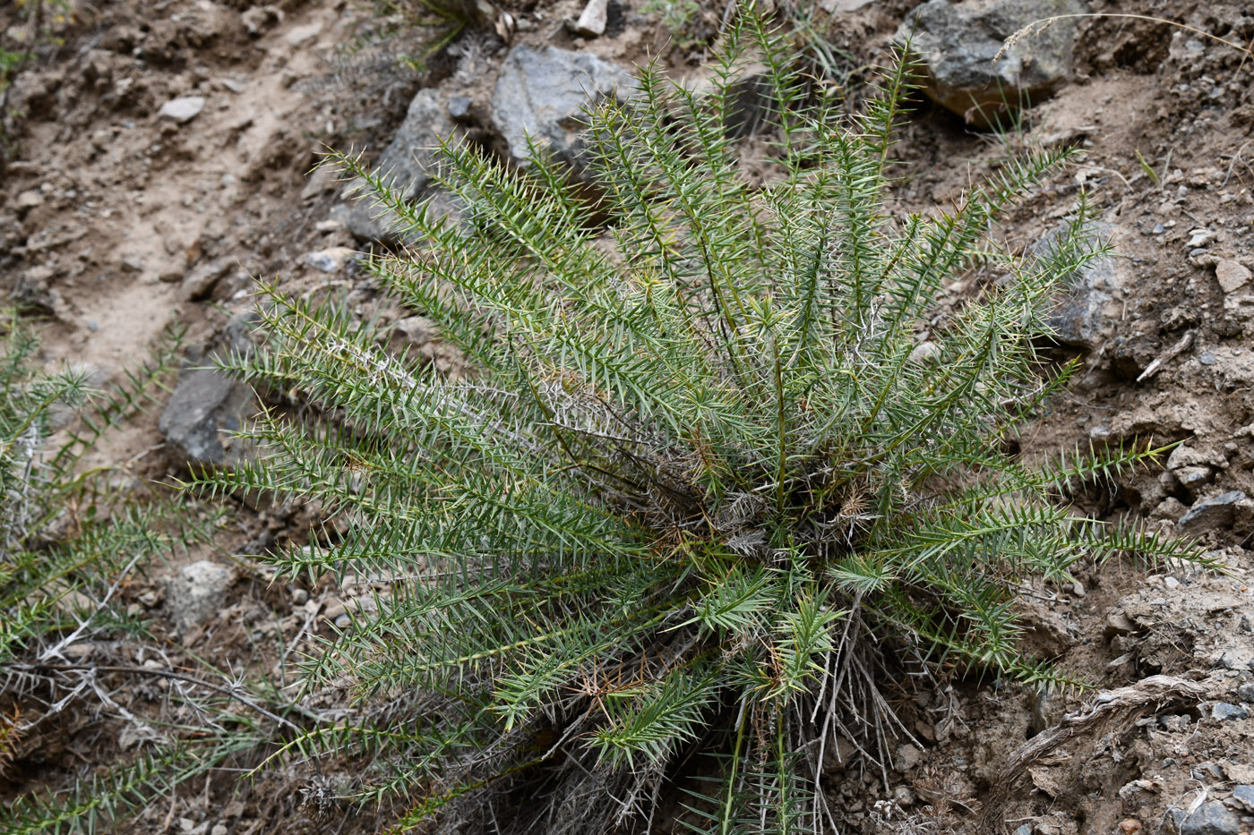 Изображение особи Cousinia verticillaris.