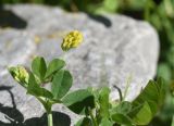 Medicago lupulina. Верхушка цветущего растения. Чечня, Шаройский р-н, долина р. Цесиахк, рядом с домом Мансура, выс. ок. 1500 м н.у.м., луг. 27 июня 2024 г.