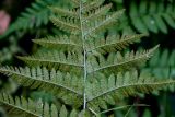 Dryopteris carthusiana. Часть вайи с сорусами (вид на абаксиальную поверхность). Тверская обл., Конаковский р-н, долина р. Сестра, смешанный лес. 07.09.2024.