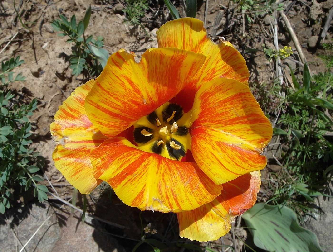 Image of Tulipa greigii specimen.