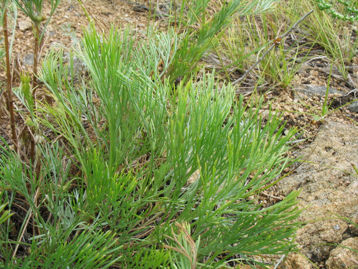 Изображение особи Artemisia marschalliana.