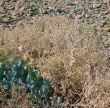 Crambe maritima