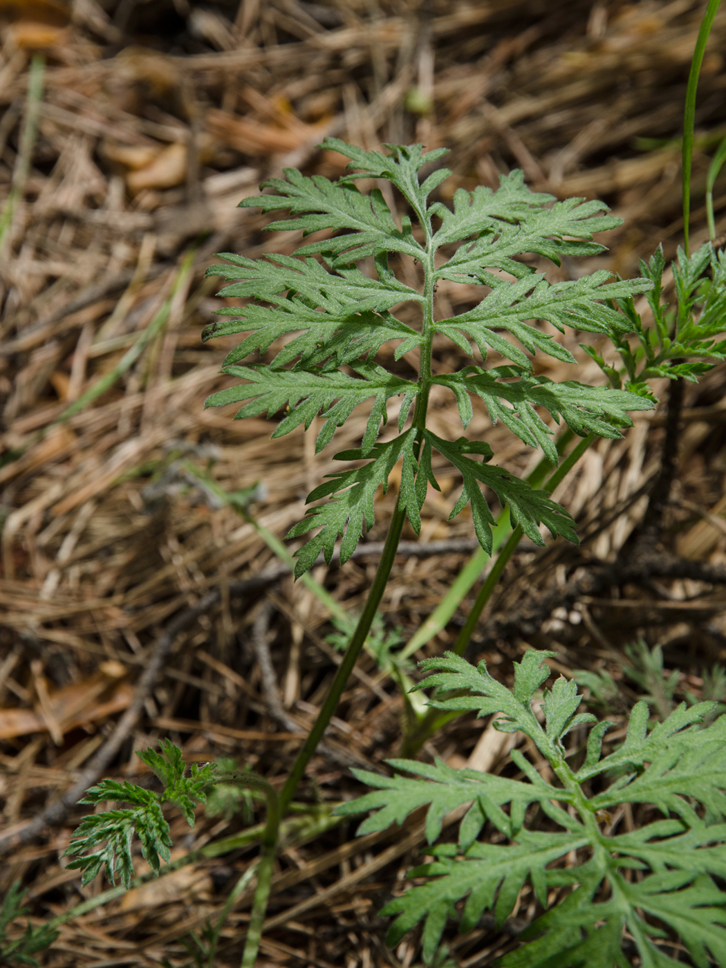 Image of Unknown species specimen.