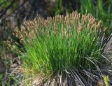 Carex cespitosa. Кочка с цветущими растениями в заболоченой низине. Коми, Сыктывдинский р-н, окр. пос. Еляты, край луга. 18.05.2021.