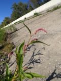 Persicaria lapathifolia