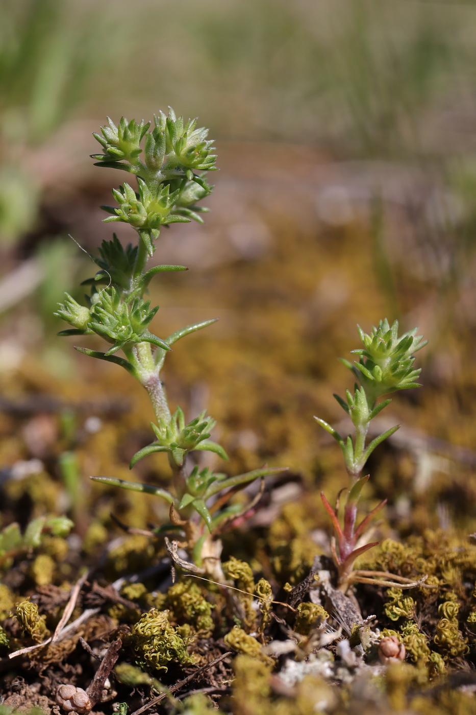 Изображение особи Scleranthus verticillatus.
